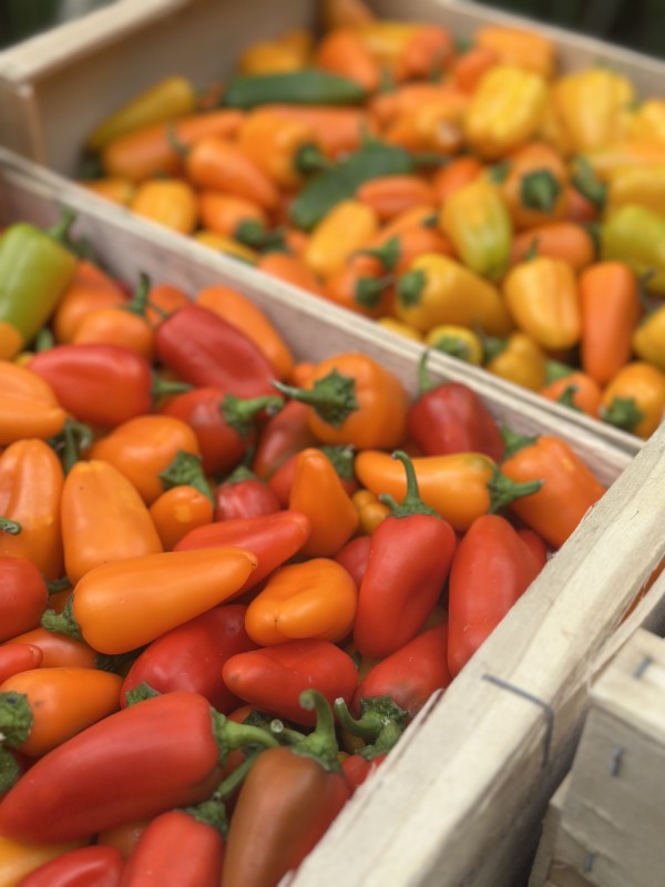 Poivrons rouge jaune et orange pour vous les vegans par Les Tontons Fringale